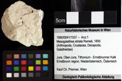 Foto (Objket + Etiketten) von Isopoda indet. 